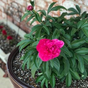 Meet your Posher, Patti